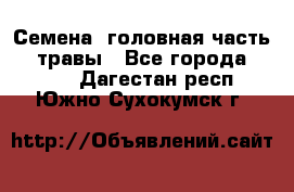 Семена (головная часть))) травы - Все города  »    . Дагестан респ.,Южно-Сухокумск г.